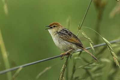 Cisticola South Africa