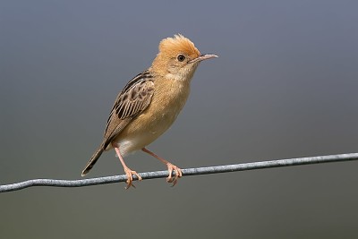 פאזל של Cisticola testa dorata