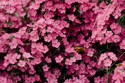 פאזל של Butterfly on Flowers