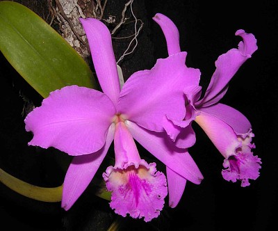 orquÃ­dea