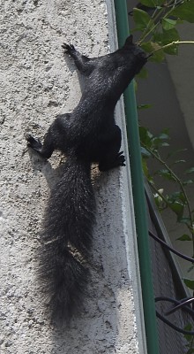 ARDILLA EN LA PARED