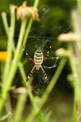 ARAÃ‘A