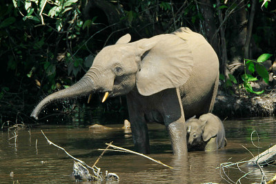 Elefante africano della foresta