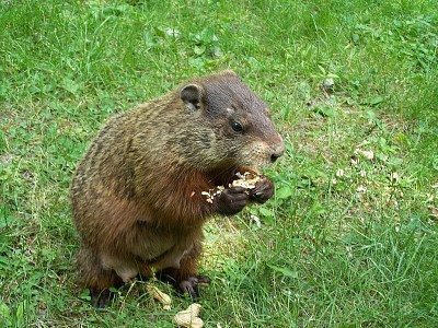 Marmotta americana