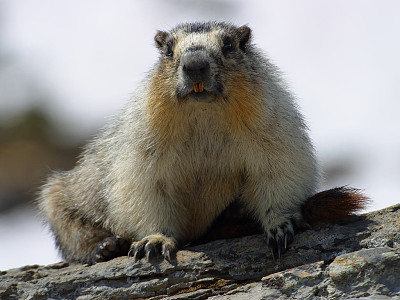 Marmotta dal ventre giallo