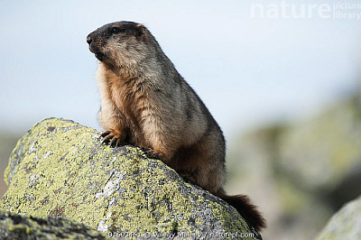 Marmotta dalla testa nera