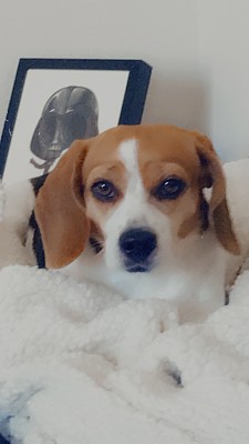 Beagle dog named Sugar