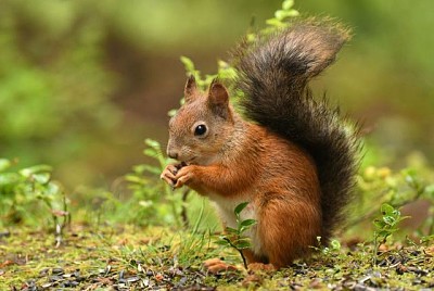 SQUIRREL jigsaw puzzle