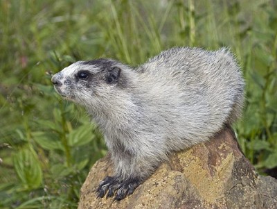 Marmotta dell 'alasca