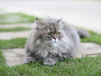 rompecabeza  de gato persa