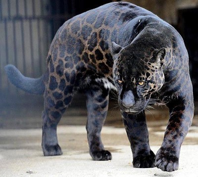 rare Black Jaguar