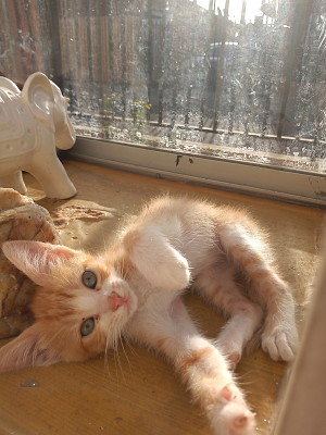 Gatitos