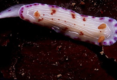 פאזל של Hypselodoris capensis