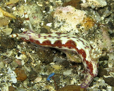 פאזל של Hypselodoris maculosa