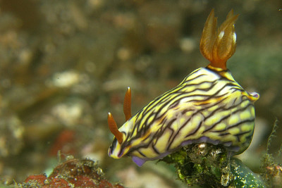 פאזל של Hypsecolodoris nigrostriata