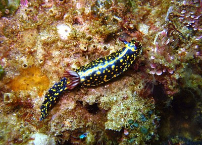 פאזל של Hypsecolodoris obscura