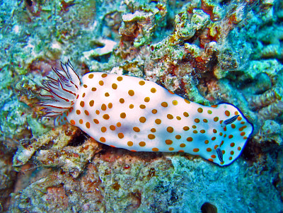 פאזל של Hypsecolodoris pulchella