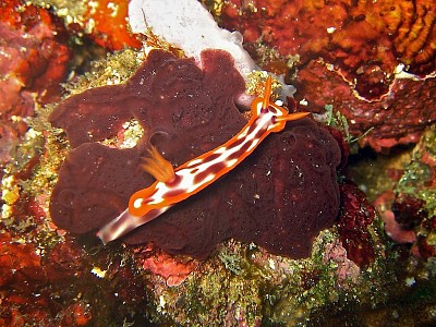 פאזל של Hypsecolodoris purpureomaculosa