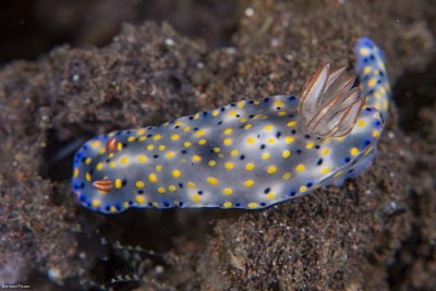 Hypsecolodoris roo jigsaw puzzle