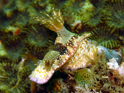 פאזל של Hypsecolodoris reidi