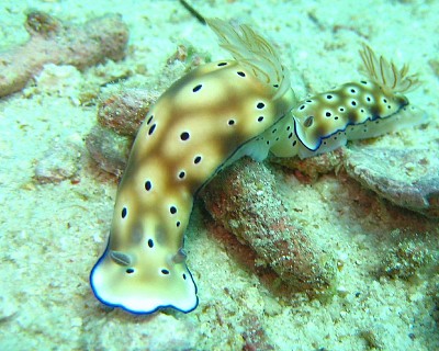 Hypsecolodoris tryoni