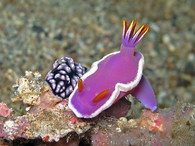 פאזל של Hypsecolodoris variobranchia