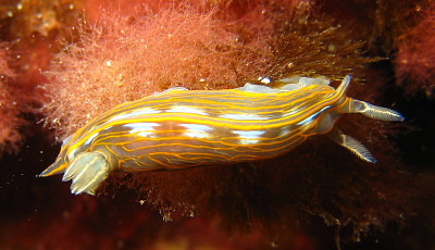 פאזל של Hypsecolodoris villafranca