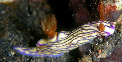 Hypsecolodoris zephyra