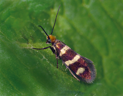 Microptelix aureatella