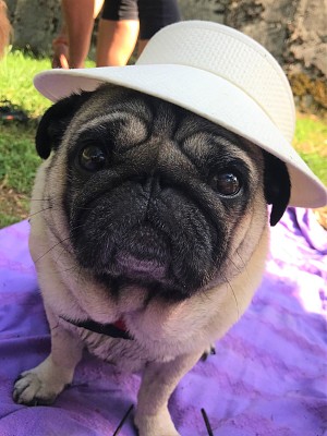 pug