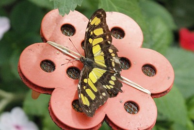 Papillons1 jigsaw puzzle