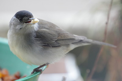 פאזל של Sylvia atricapilla