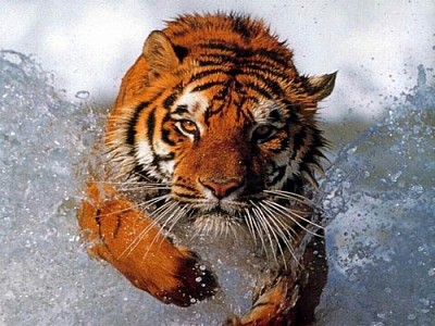 tiger jigsaw puzzle