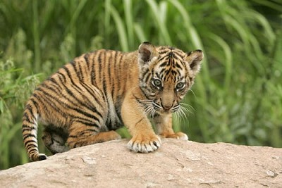 פאזל של baby tiger