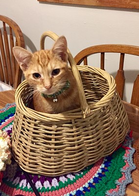 HappyCat in a basket