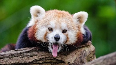 red panda jigsaw puzzle