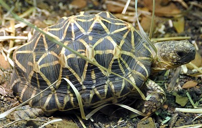 Stellata indiana