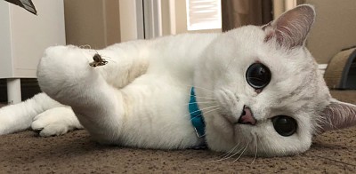 פאזל של cat white / gato blanco