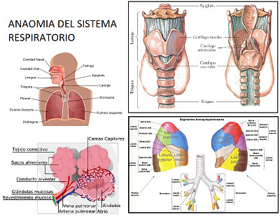 פאזל של SISTEMA RESPIRATORIO