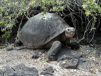 פאזל של Delle Galapagos