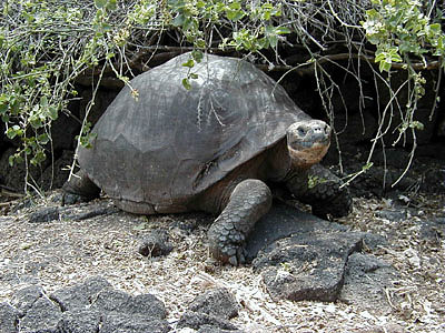 Delle Galapagos