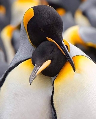 פאזל של pinguins