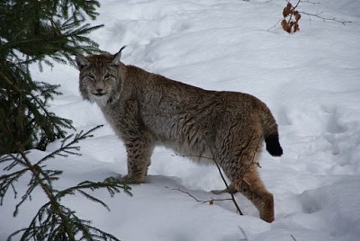 Lynx jigsaw puzzle