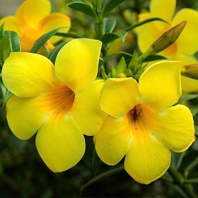 flores - Allamanda