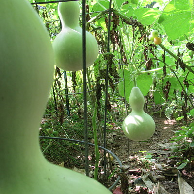 פאזל של Gourds