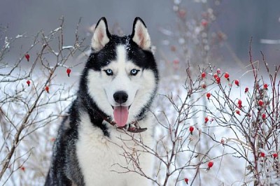 פאזל של dog snow