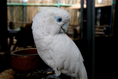 Cacatua ducorpsii