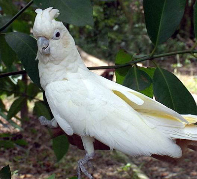 פאזל של cacatua delle Filippine