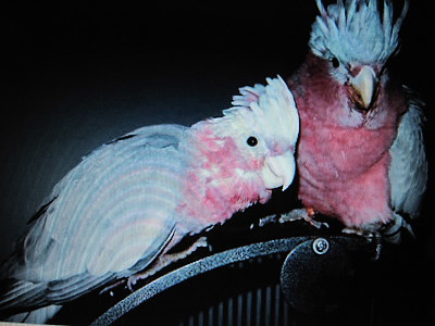 Cacatua pennacchio