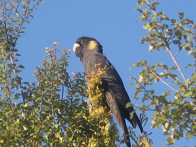 Cacatua nero coda gialla